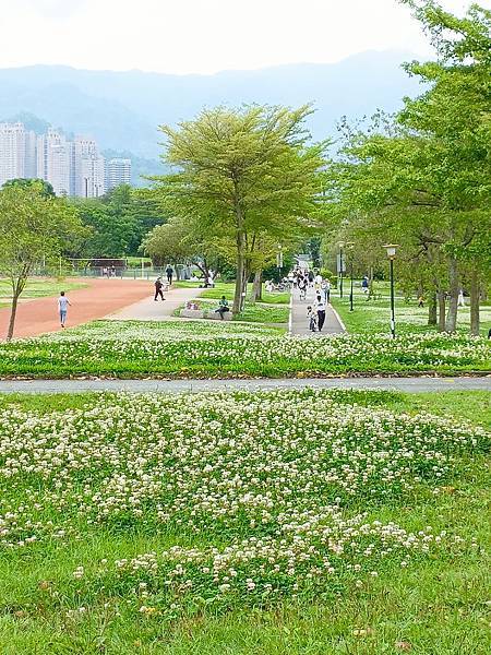 河津櫻開花過後, 妳(白花三葉草)最美—新店陽光公園