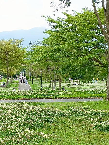 河津櫻開花過後, 妳(白花三葉草)最美—新店陽光公園