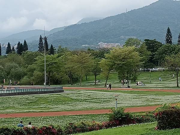 河津櫻開花過後, 妳(白花三葉草)最美—新店陽光公園