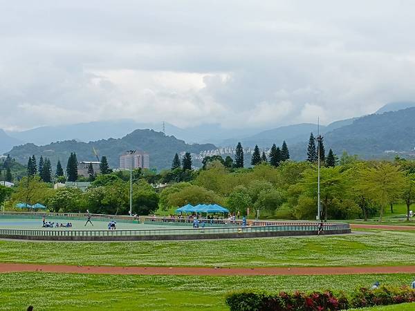 河津櫻開花過後, 妳(白花三葉草)最美—新店陽光公園