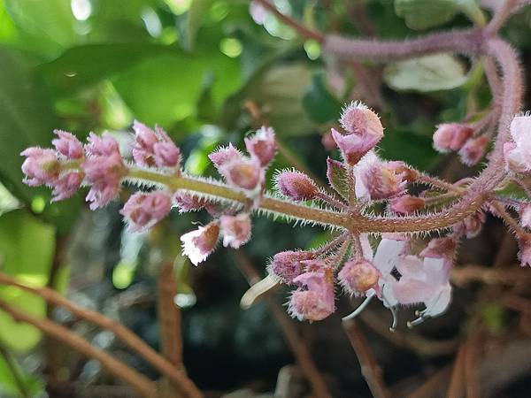 Chiuling陽台花園很春天--藍瑪格、勿忘我、肯特奧勒岡