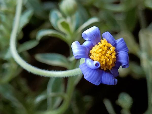 Chiuling陽台花園很春天--藍瑪格、勿忘我、肯特奧勒岡