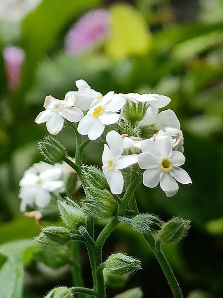 Chiuling陽台花園很春天--藍瑪格、勿忘我、肯特奧勒岡