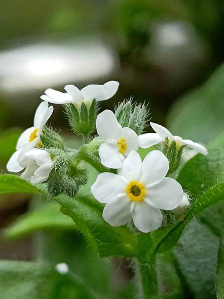 Chiuling陽台花園很春天--藍瑪格、勿忘我、肯特奧勒岡