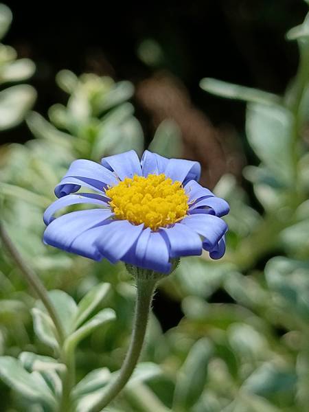 Chiuling陽台花園很春天--藍瑪格、勿忘我、肯特奧勒岡