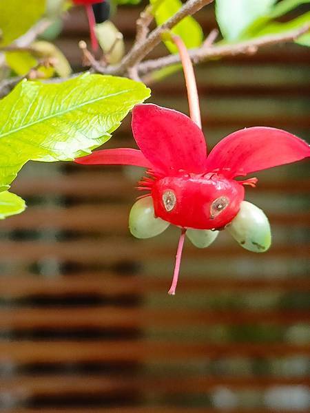 可愛表情, 令人會心一笑—米老鼠樹(Mickey Mouse