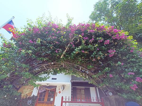 美景(阿勃勒、黑板樹、雨豆樹)+美食(索卡藍帶廚坊) ---