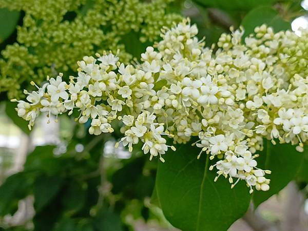 ”索菲亞教堂”,” 道里菜市場”, 楊樹&丁香 ~~~哈爾濱