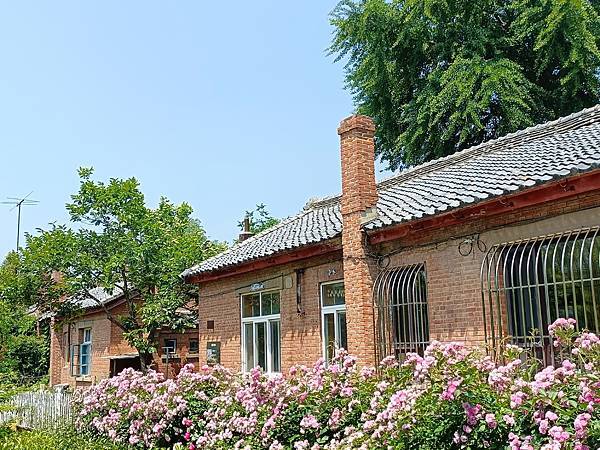 街道兩旁的銀杏, 圍牆上的薔薇~~大連之旅