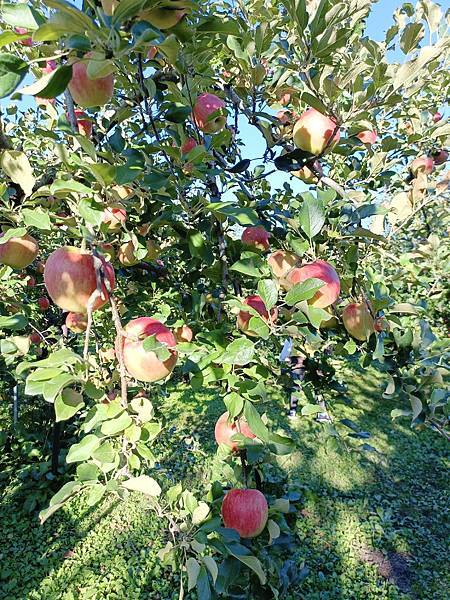 日本山形縣 採蘋果&銀杏