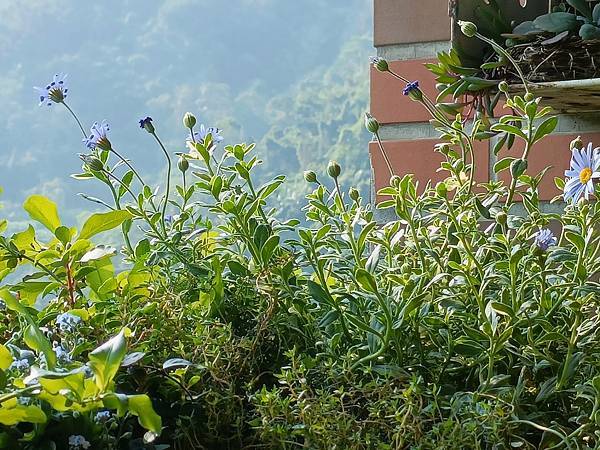 2025年 chiuling陽台花園, 熱鬧的春天! (美