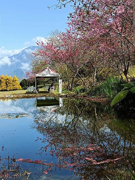 我走進大自然的調色盤裡賞櫻—草坪頭