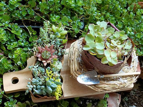 花草蛋糕、花草咖啡---chiuling陽台花園的”下午茶”