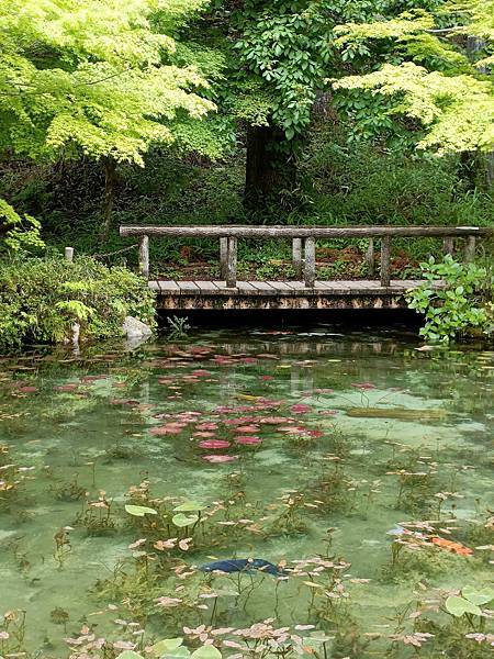 莫內之池 & 岐阜玫瑰園----岐阜縣內的美麗景點