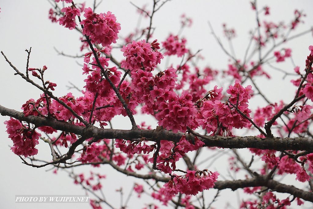 20170205漫步雲端櫻花