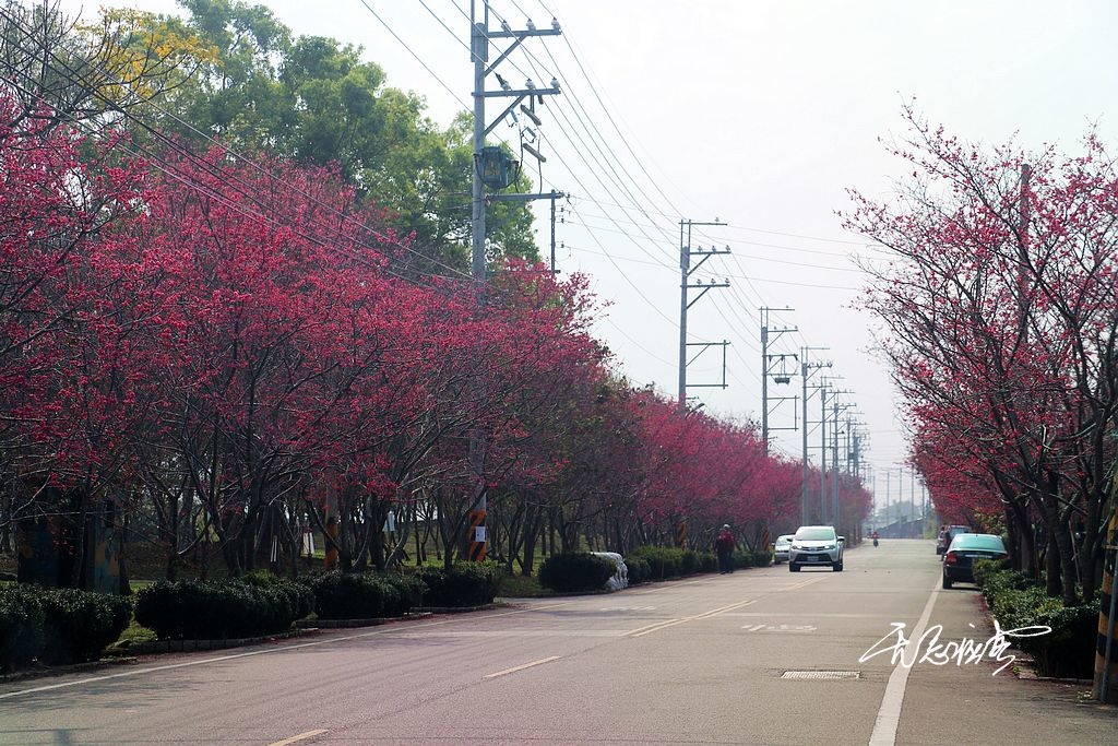 新社中和街的八重櫻