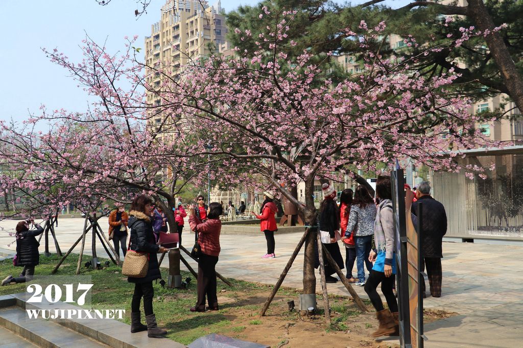 2017新竹公園河津櫻