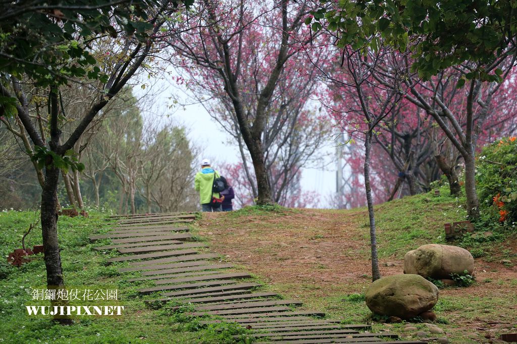 銅鑼炮仗花公園