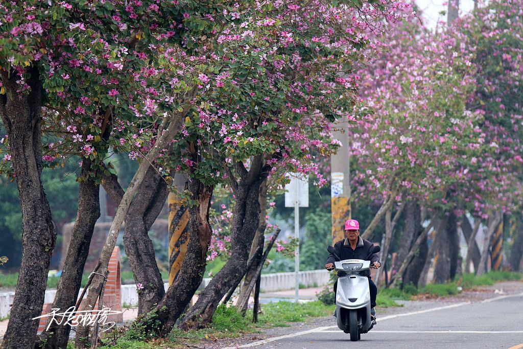 土庫羊蹄花大道 土庫羊蹄花大道