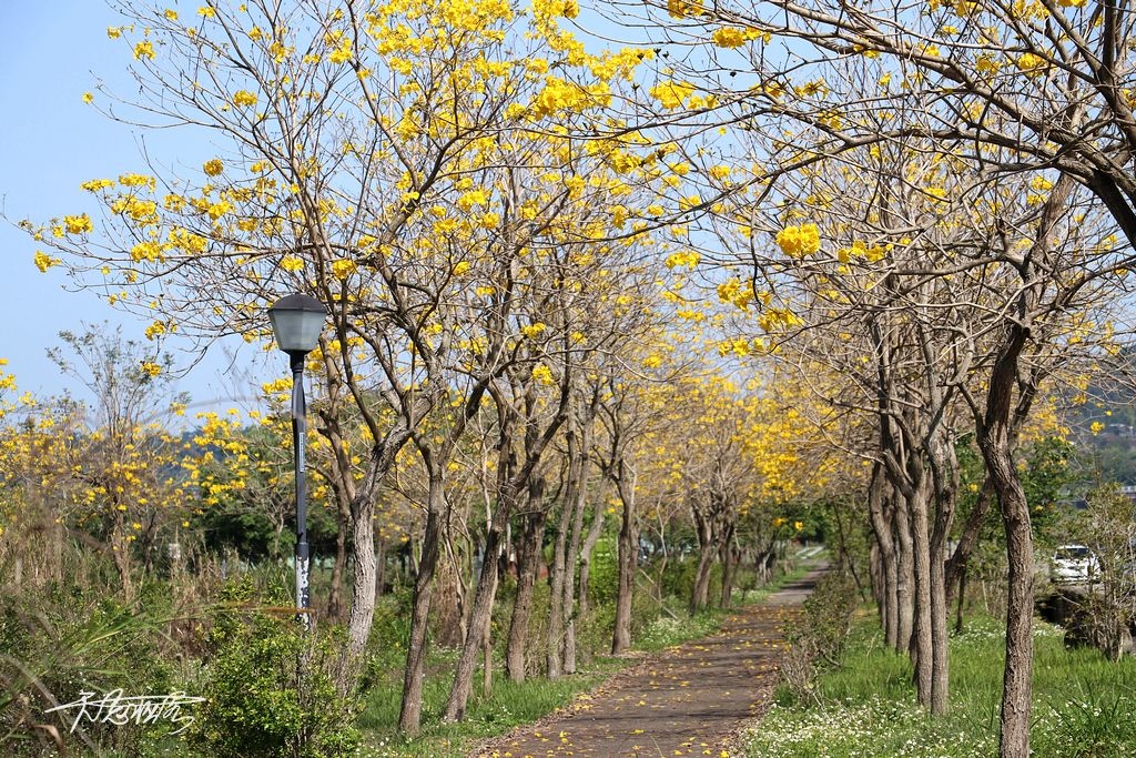 土牛運動公園黃花風鈴木