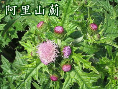 阿里山薊蘋果日報