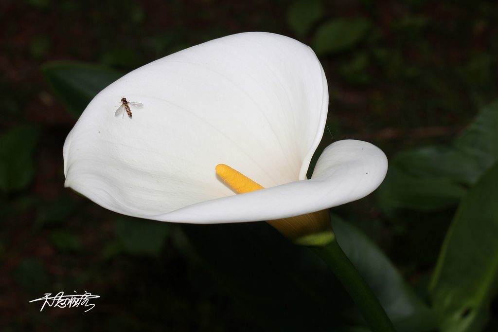 南投杉林溪的海芋花