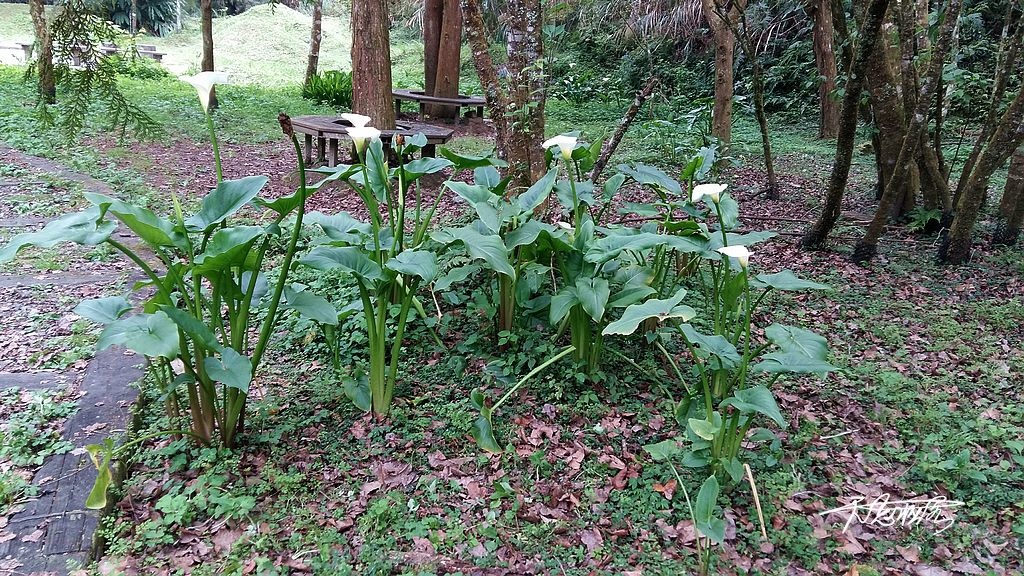 南投杉林溪的海芋花