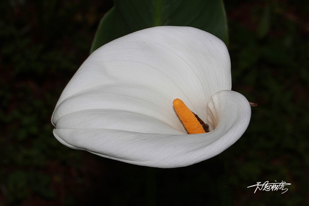 南投杉林溪的海芋花