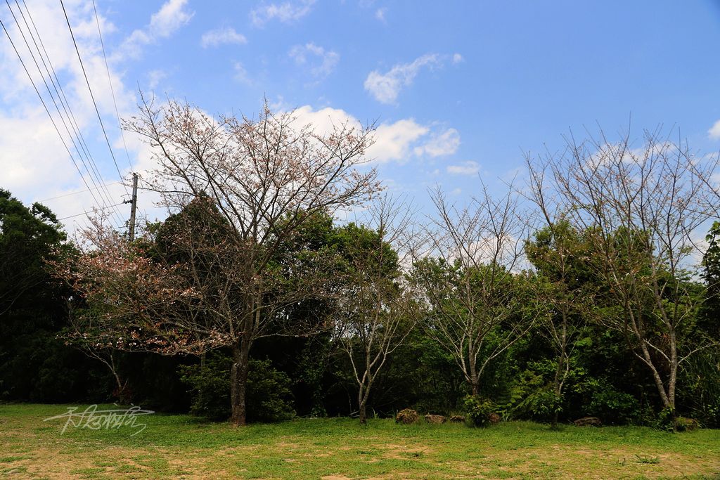 高山青農場 高山青農場