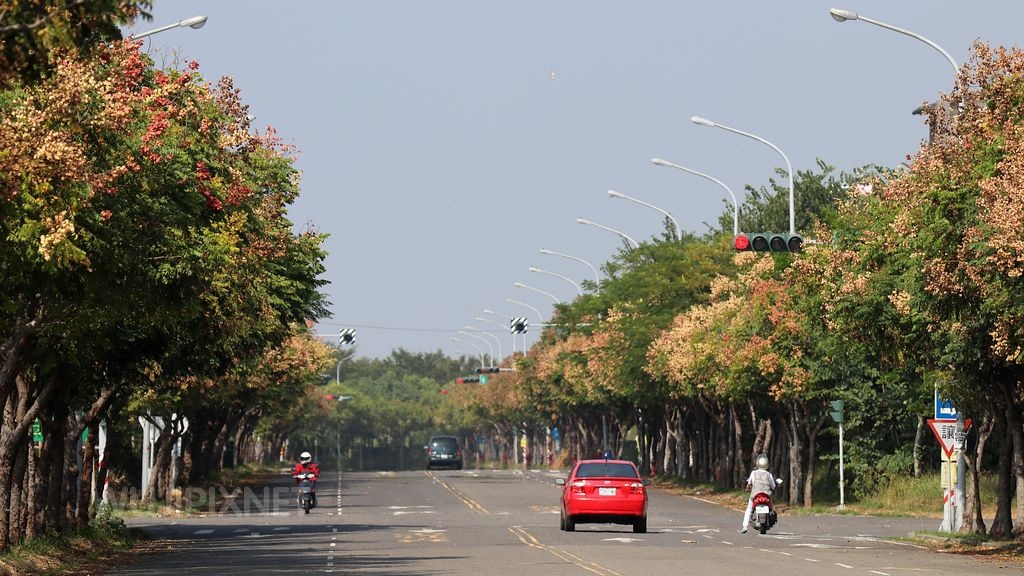 虎尾建成路的台灣欒樹