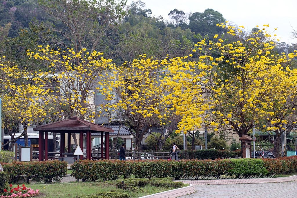 20180305台中北屯廍子公園黃花風鈴木