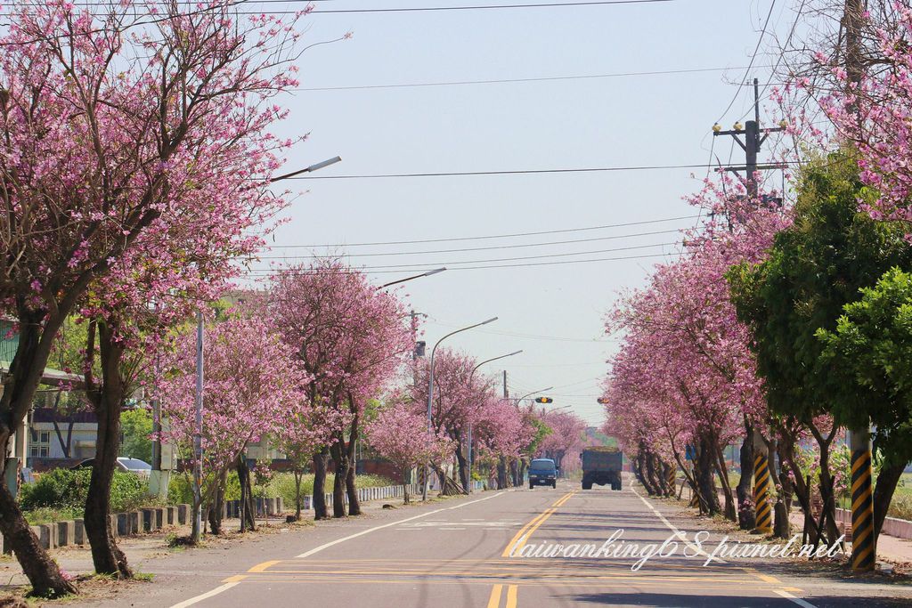 20180323土庫羊蹄甲大道