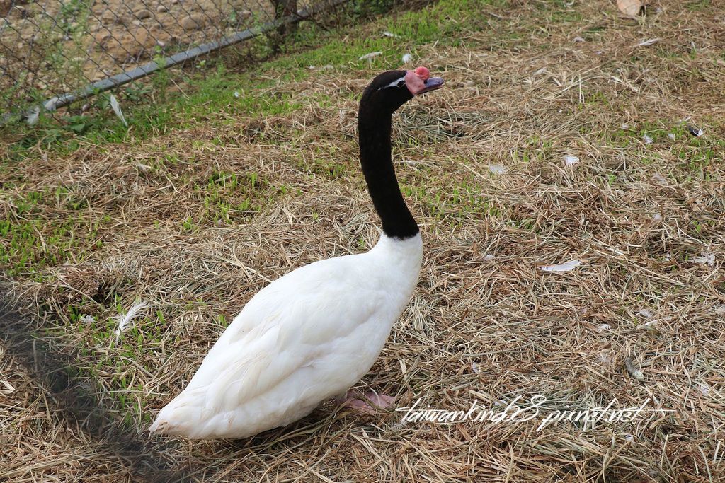 南投草屯富寮里鳥園