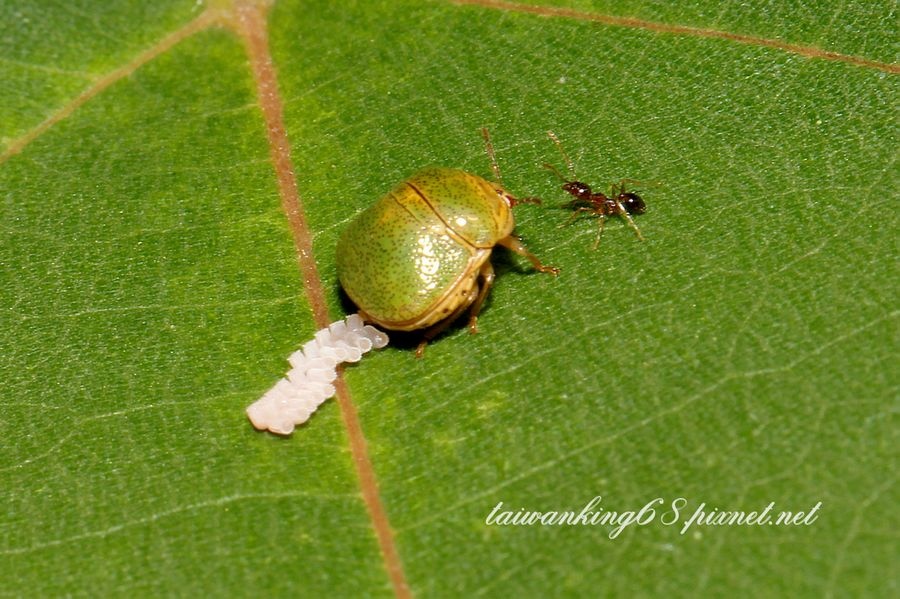 篩豆龜椿下卵 發現台灣之美 痞客邦