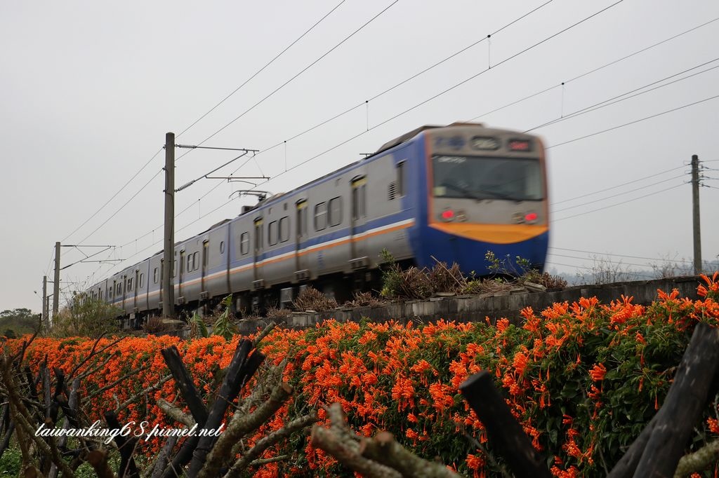 銅鑼炮仗花公路