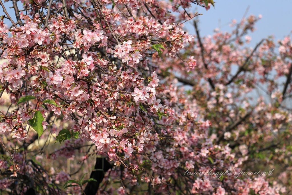 芬園花卉生產休憨園區的垂櫻