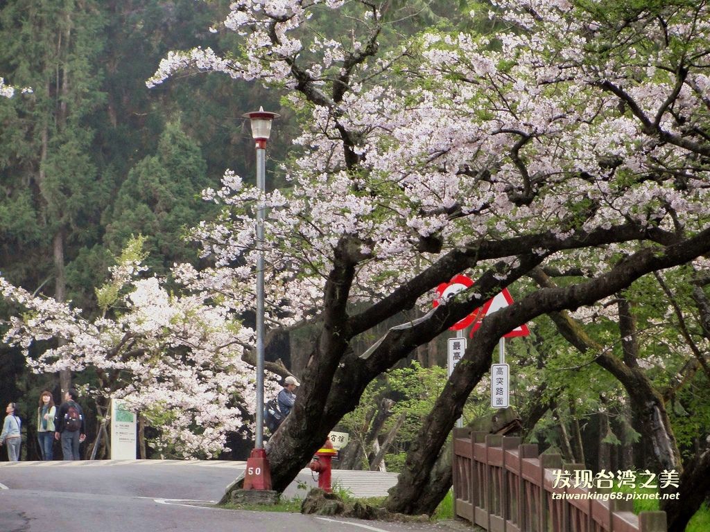 阿里山賞櫻記