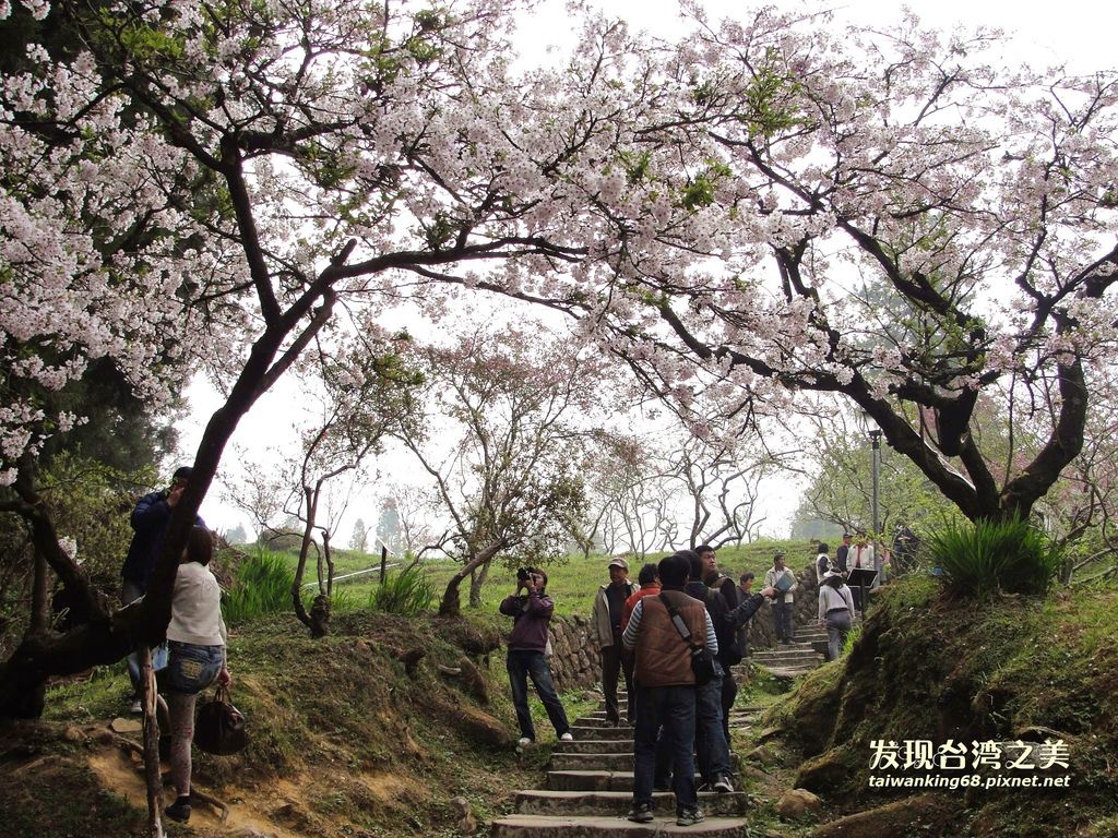 阿里山賞櫻記