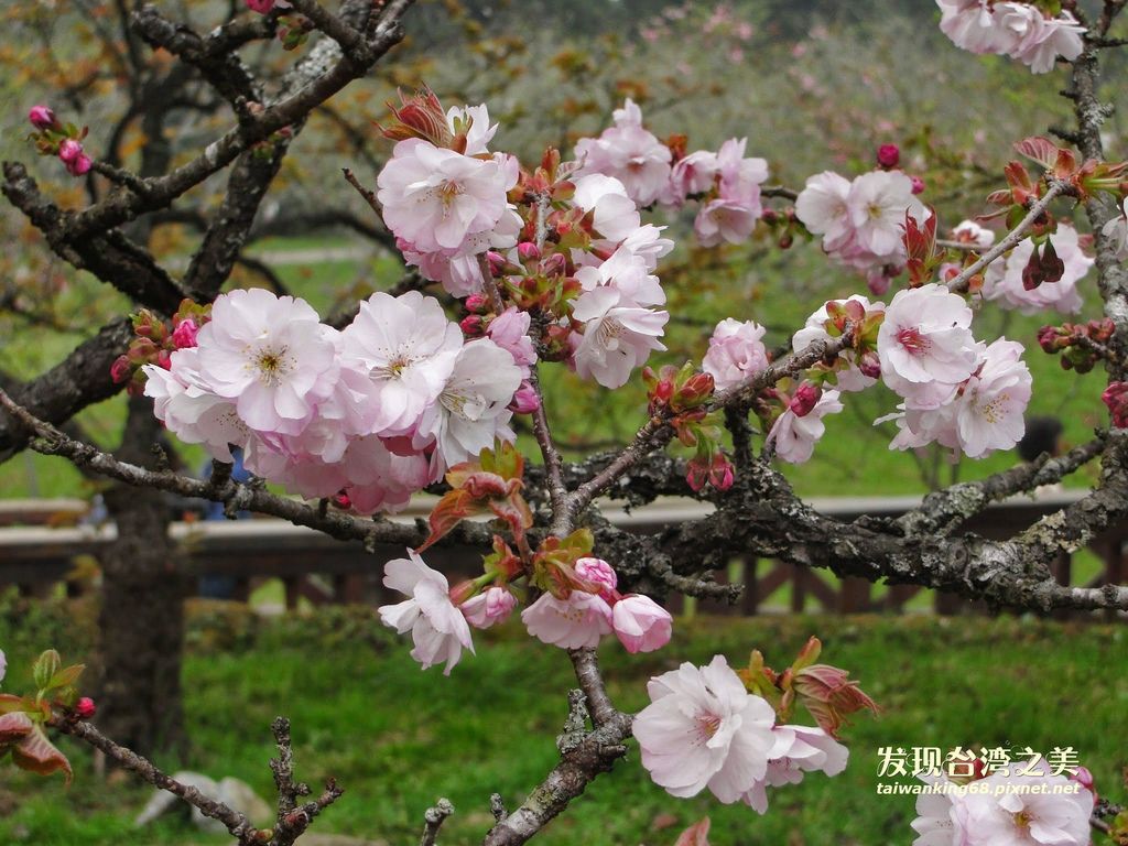 阿里山賞櫻記