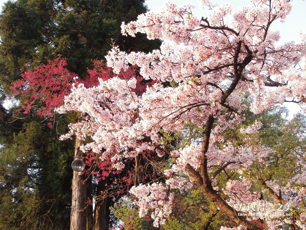 阿里山賞櫻記