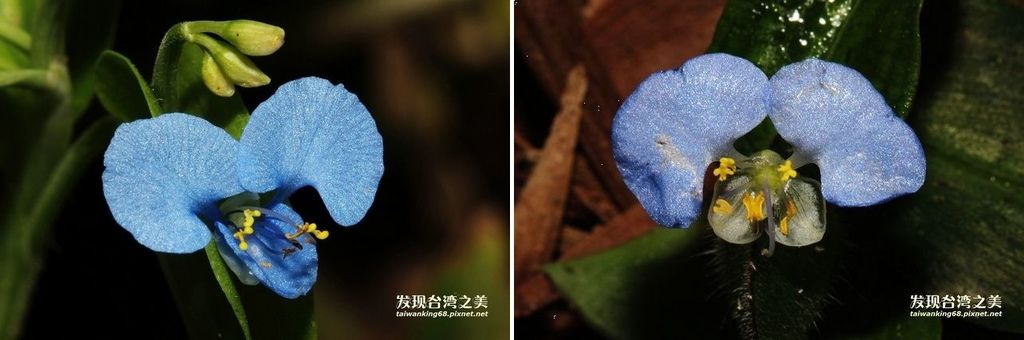 耳葉鴨跖草 耳葉鴨跖草