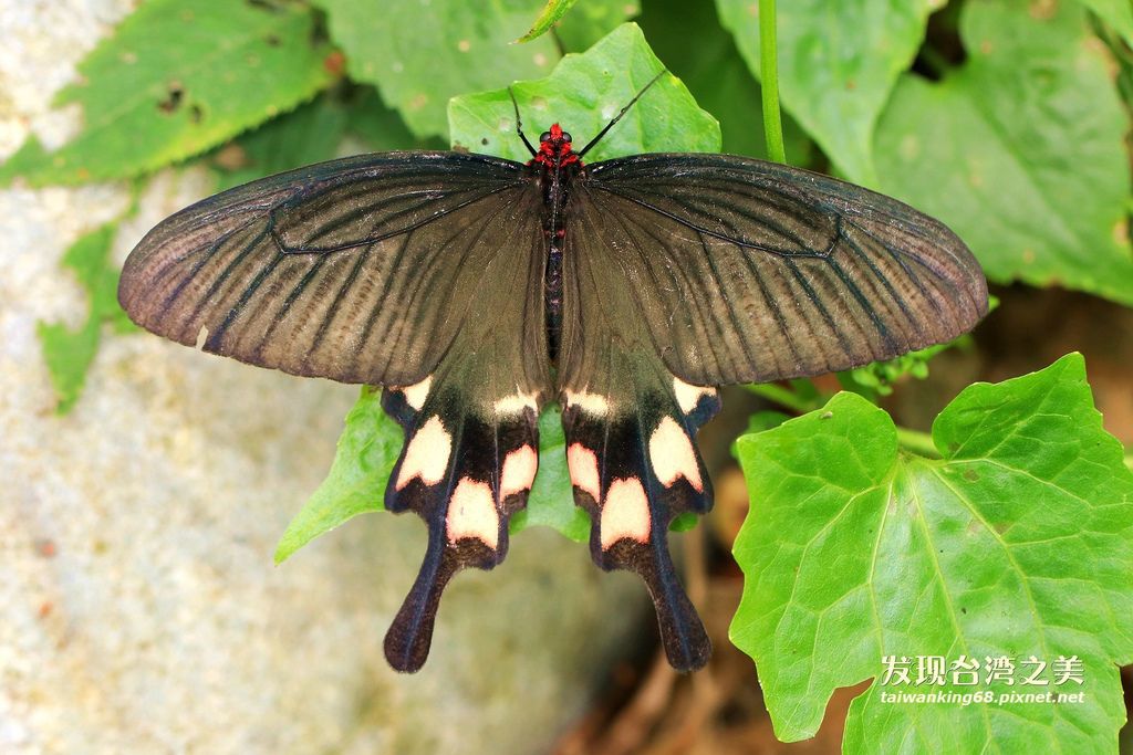 台灣麝香鳳蝶