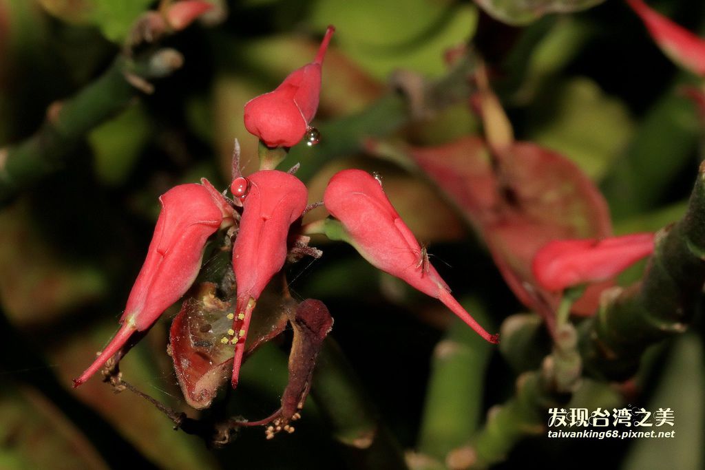 淡紫粉蝶與淡黃蝶 發現台灣之美 痞客邦