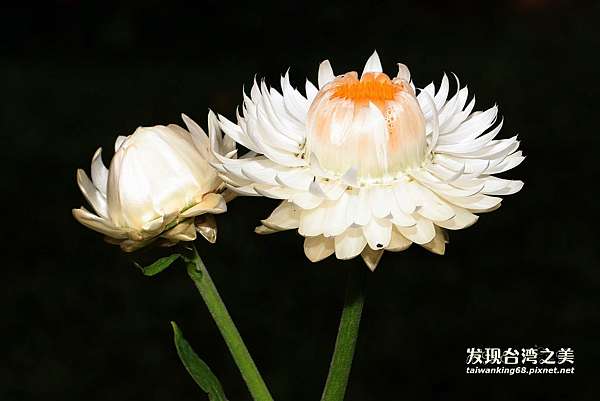 植物花卉觀賞 麥桿菊與關山櫻 發現台灣之美 痞客邦