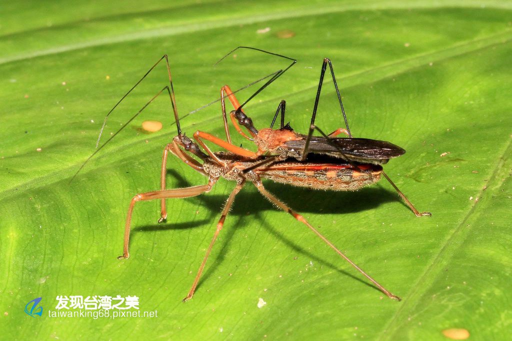 多變嗯獵椿象