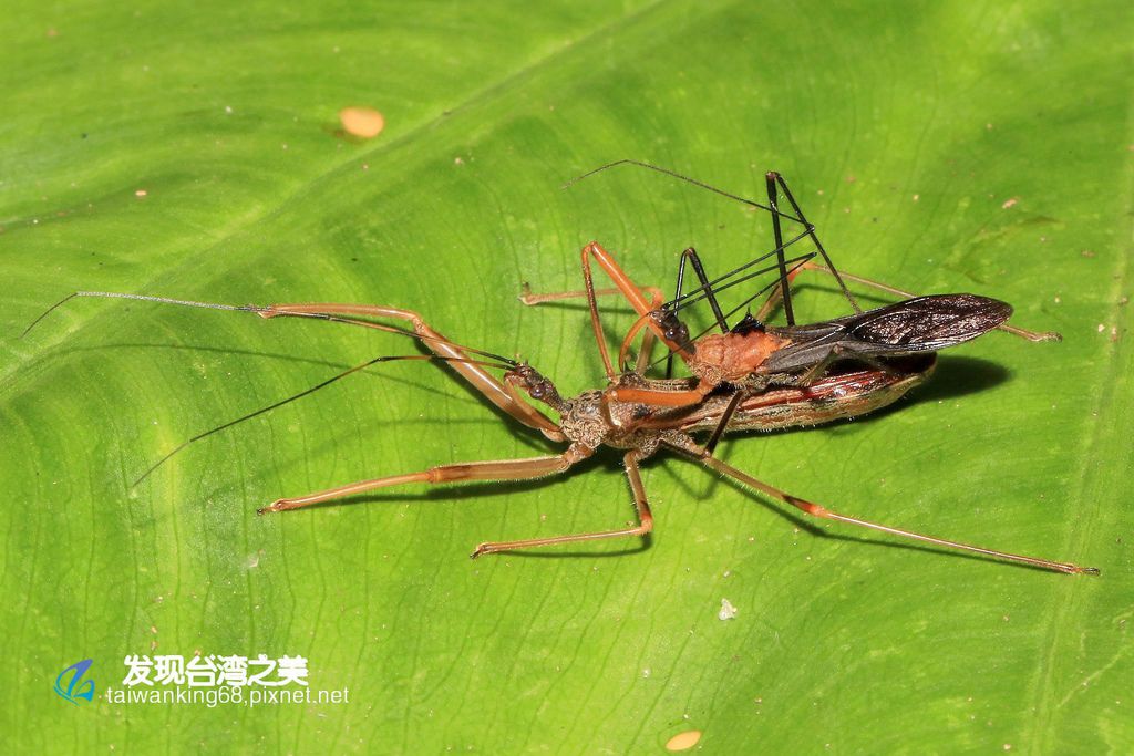 多變嗯獵椿象