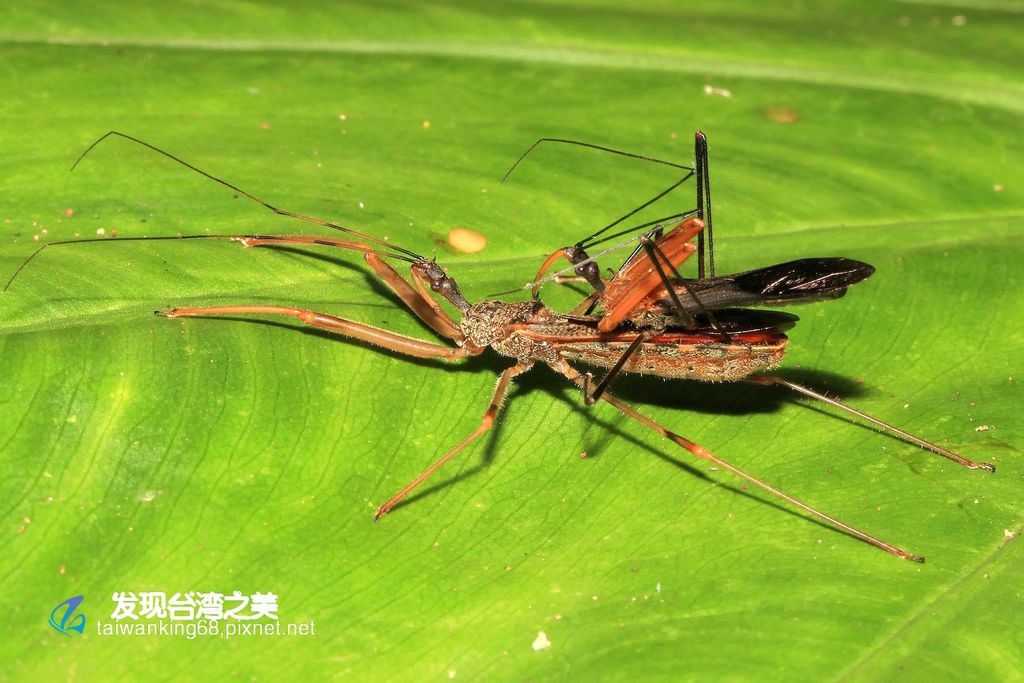 多變嗯獵椿象