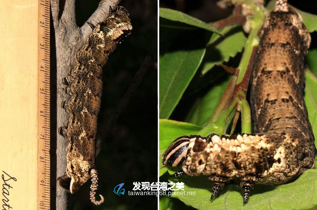 鬼臉天蛾飼養記