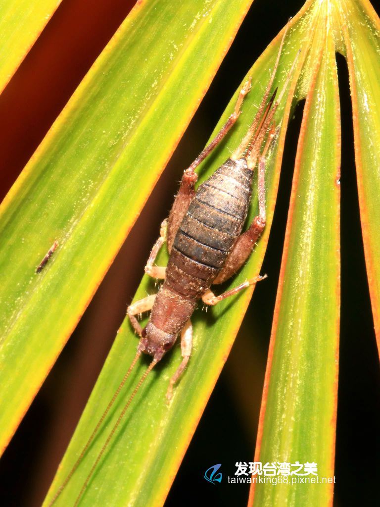 樹皮蟋蟀and 黃斑黑蟋蟀 發現台灣之美 痞客邦