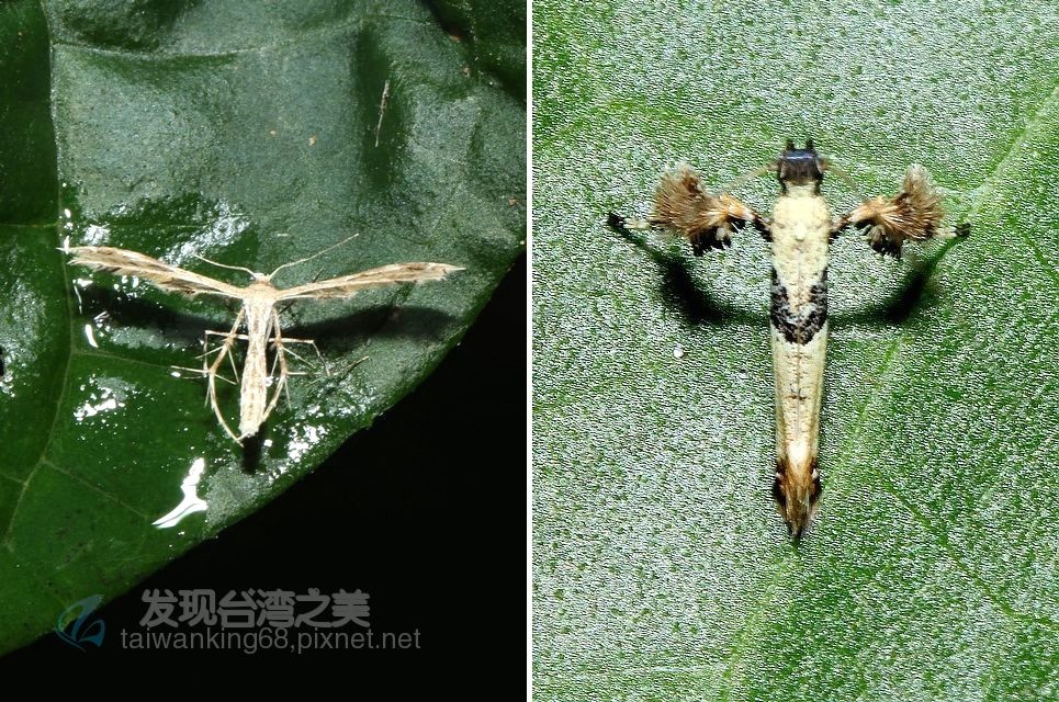 美麗的長角蛾觀賞 旋蛾 發現台灣之美 痞客邦 美麗的長角蛾觀賞 旋蛾 發現台灣之美 痞客邦